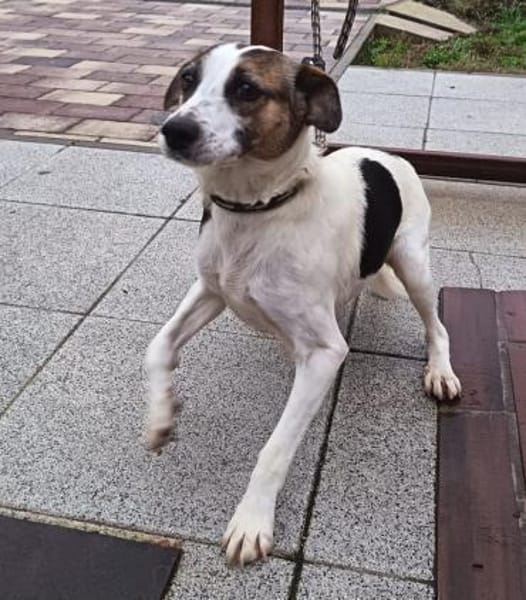 Lebensfreudige Rozi sucht Familie