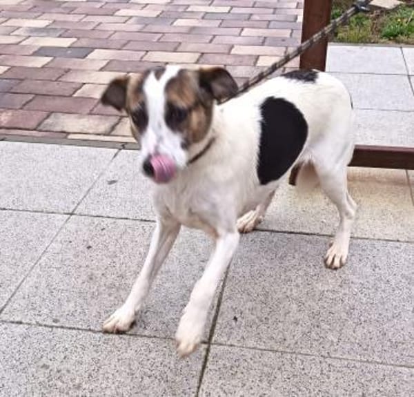 Lebensfreudige Rozi sucht Familie