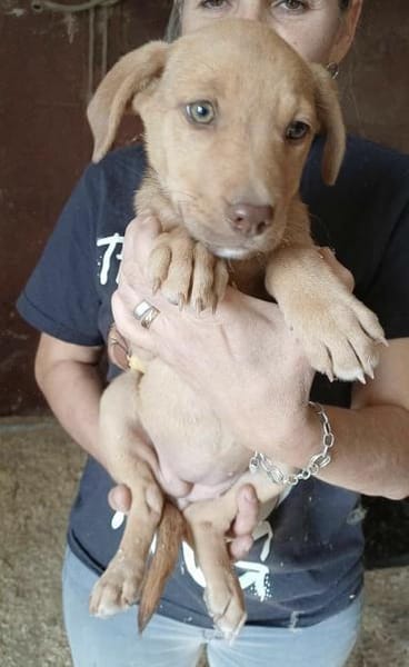 CHERRY - (Welpe, liebevoll)