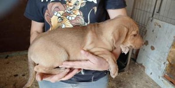 CHERRY - (Welpe, liebevoll)