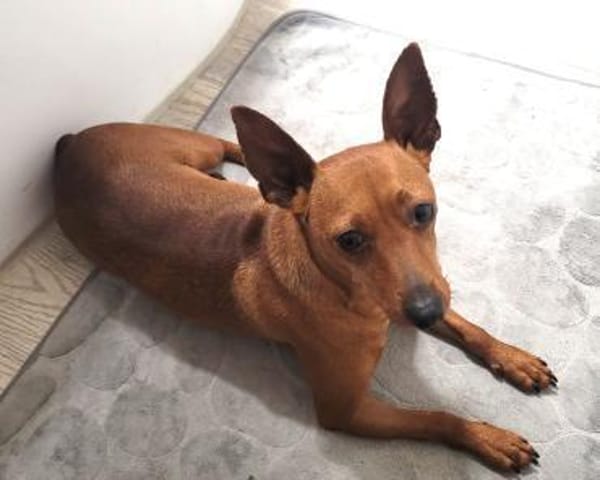 OWEN - liebenswerter Draufgänger