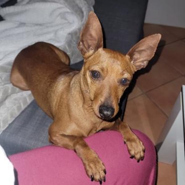 OWEN - liebenswerter Draufgänger