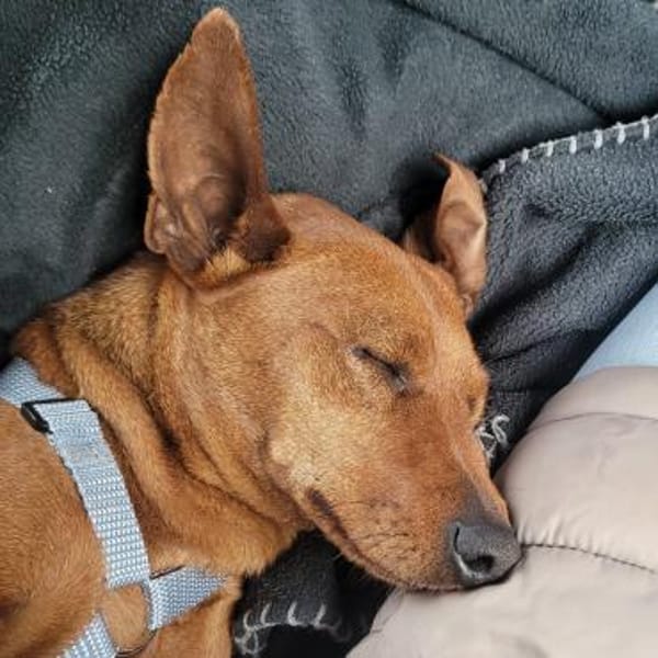 OWEN - liebenswerter Draufgänger