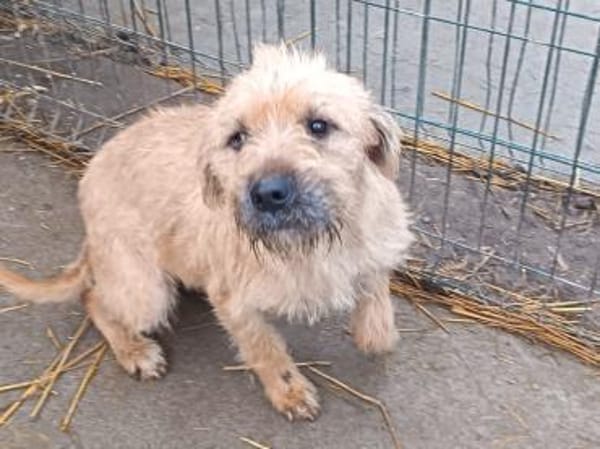 Mango wünscht so sehr eine Familie