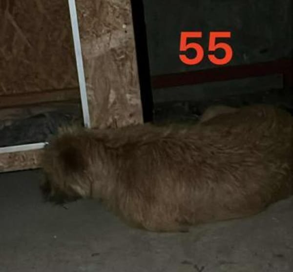 Mango wünscht so sehr eine Familie