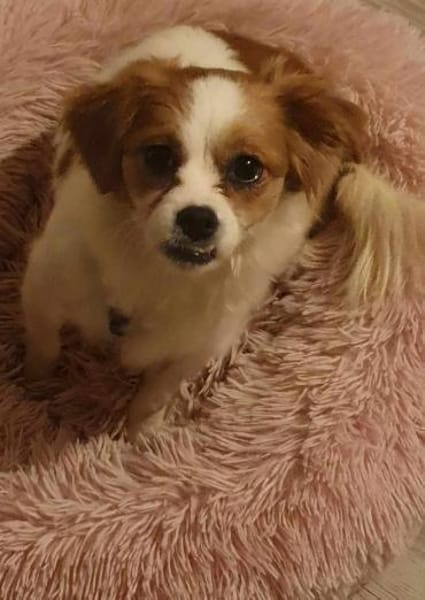 ANA - (Jung, verschmust, freudig)