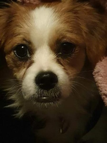 ANA - (Jung, verschmust, freudig)