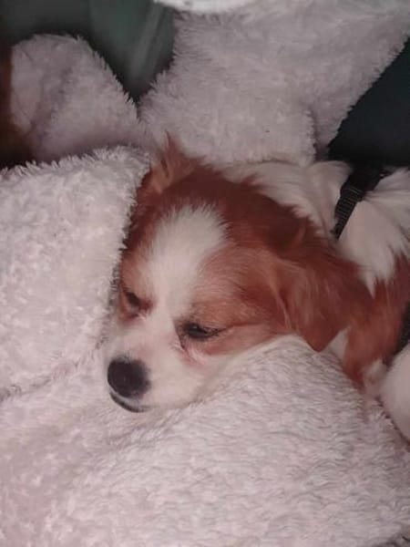 ANA - (Jung, verschmust, freudig)