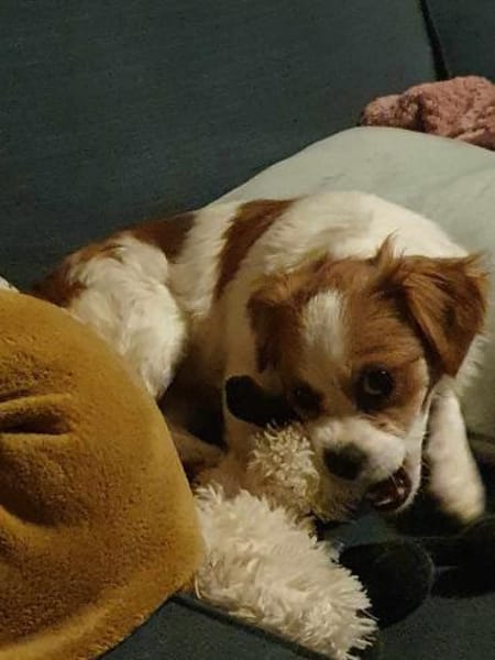 ANA - (Jung, verschmust, freudig)