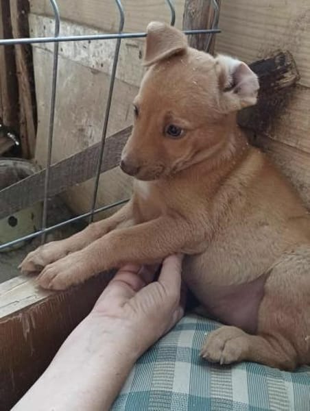 NACHO - (Welpe, liebevoll)