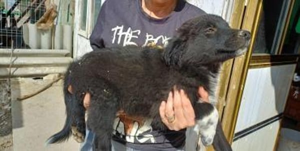 Milo (Jung, verspielt)