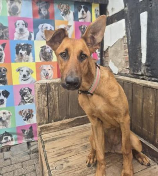 CANDY - zutrauliches, süßes Hundemädchen