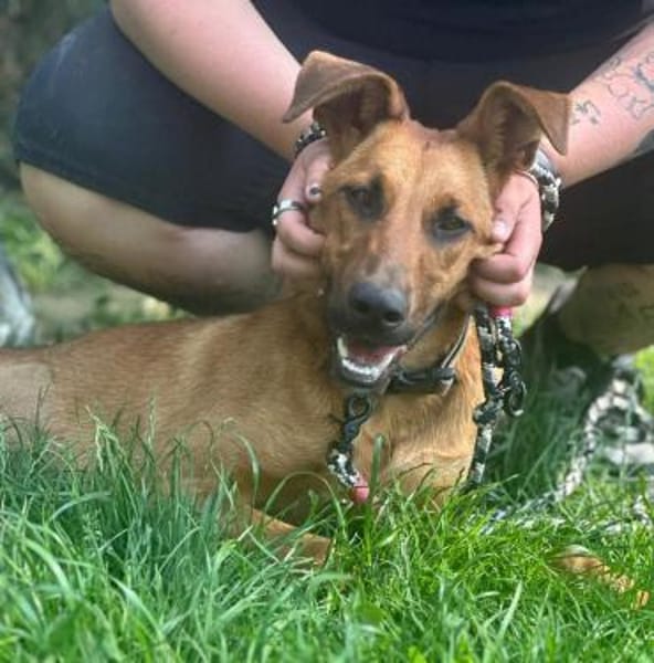 CANDY - zutrauliches, süßes Hundemädchen