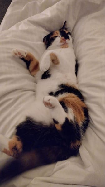 ✨💖Einzelkatze  Mascha💖✨