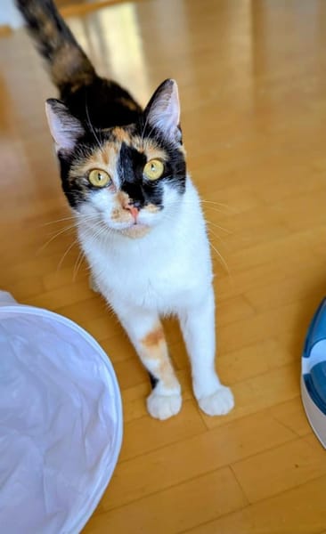 ✨💖Einzelkatze  Mascha💖✨