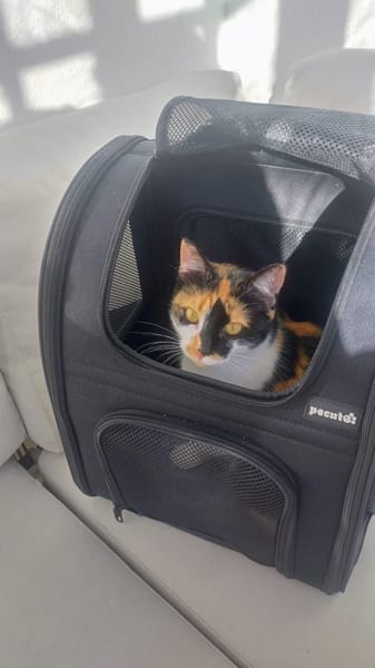 ✨💖Einzelkatze  Mascha💖✨