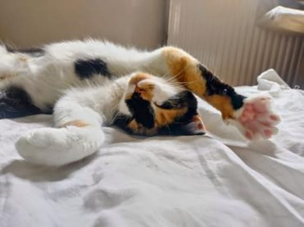 ✨💖Einzelkatze  Mascha💖✨