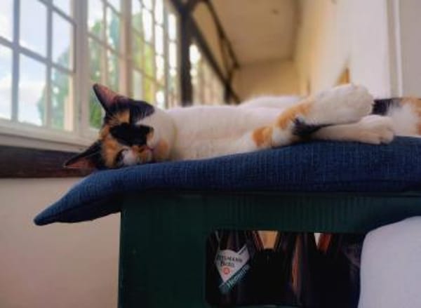 ✨💖Einzelkatze  Mascha💖✨