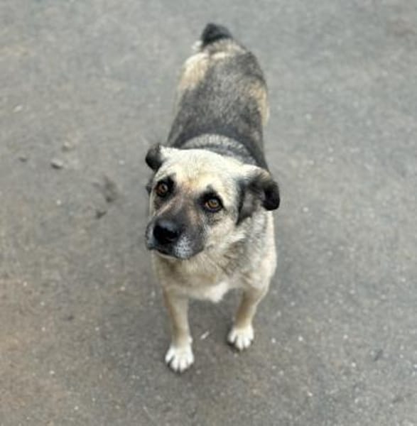 JAMIE - neugierig, lieb und verträglich