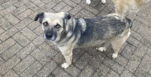 JAMIE - neugierig, lieb und verträglich