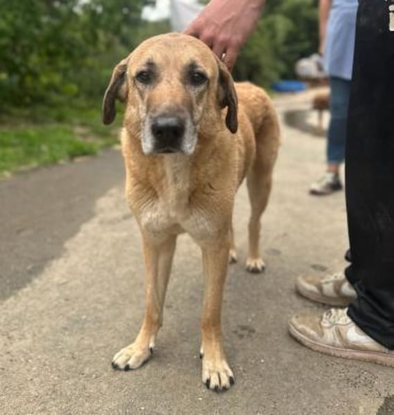 GLYKERIA - wahre Sonnenschein-Hündin