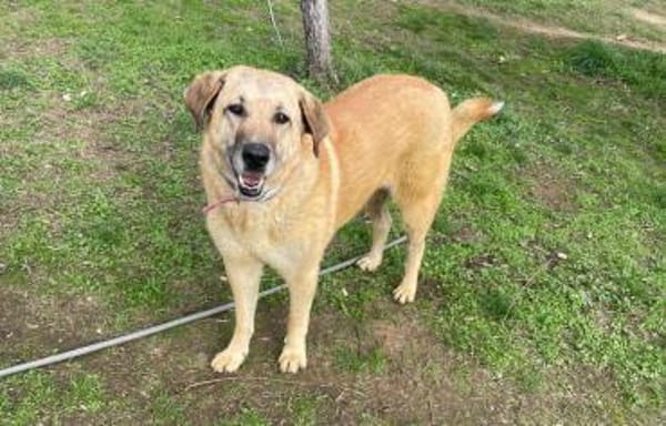 GLYKERIA - wahre Sonnenschein-Hündin