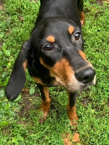 Welpen,albern,verspielt,süss