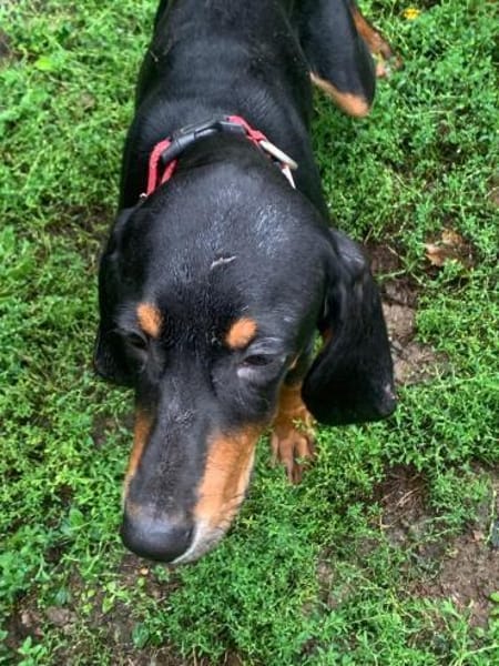 Welpen,albern,verspielt,süss