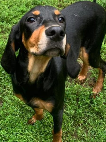 Welpen,albern,verspielt,süss