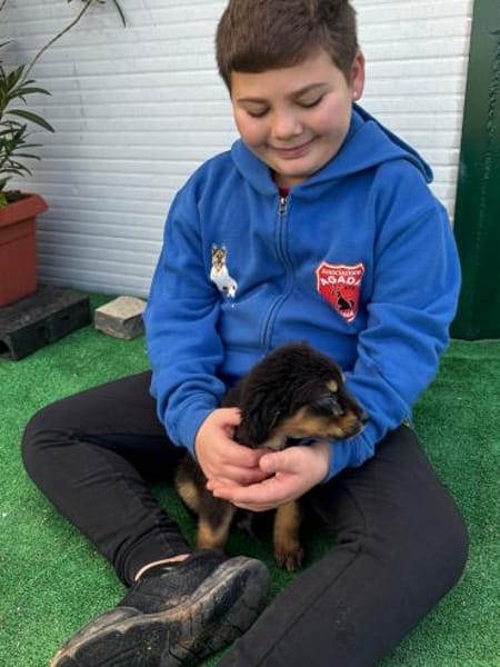 Welpe Franceso blind