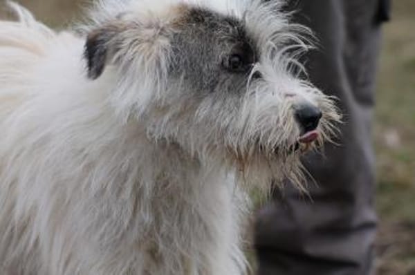 Chatan - hübscher Wuschelrüde