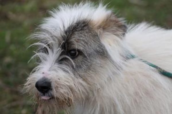 Chatan - hübscher Wuschelrüde