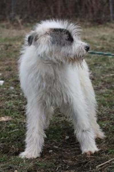 Chatan - hübscher Wuschelrüde