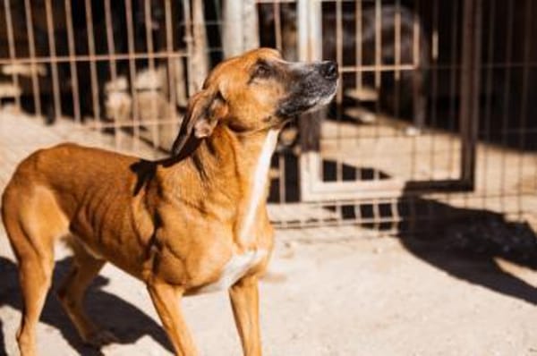 Amigo wartet in 21217 Seevetal