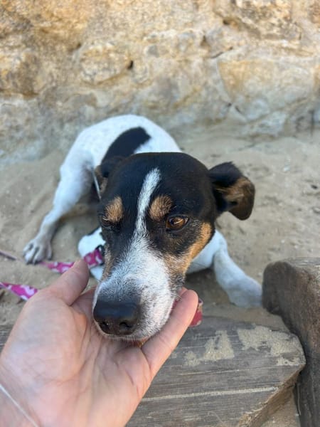 Ratonero-Mix Kurti sucht Zuhause