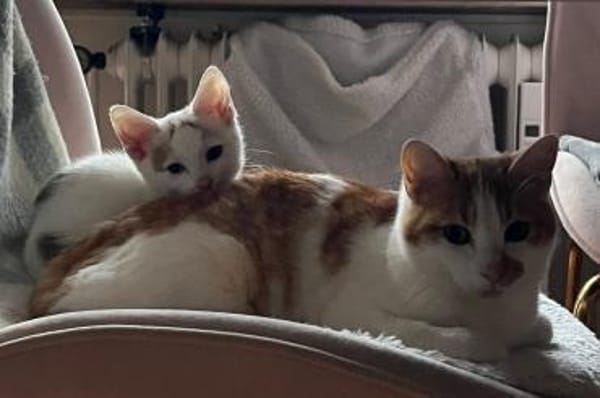 ♥Gia&Lio♥schnuckeliges Samtpfotenpärchen