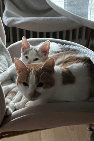 ♥Gia&Lio♥schnuckeliges Samtpfotenpärchen