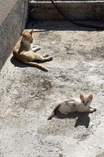 ♥Gia&Lio♥schnuckeliges Samtpfotenpärchen