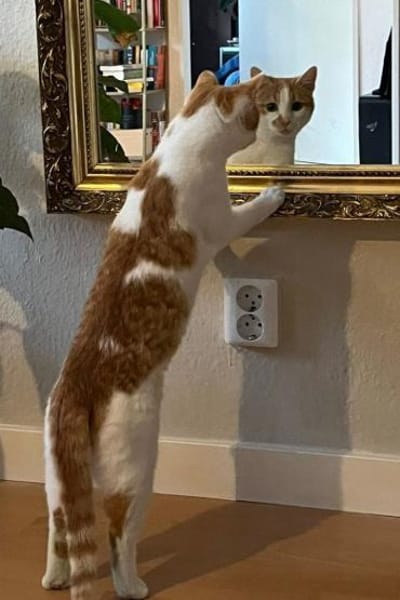 ♥Gia&Lio♥schnuckeliges Samtpfotenpärchen