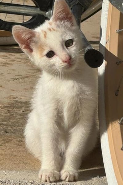 ♥Gia&Lio♥schnuckeliges Samtpfotenpärchen