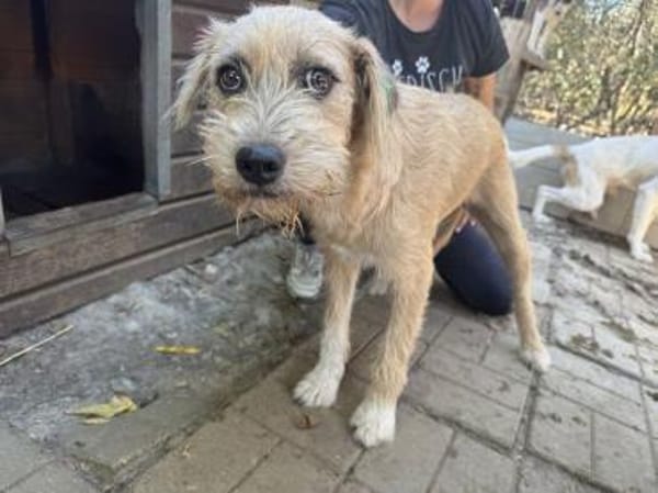 CONNY-hübsche, sanfte Hündin, 55 cm