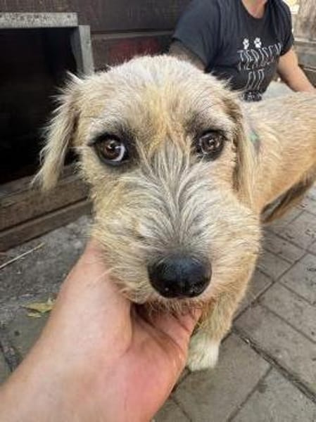 CONNY-hübsche, sanfte Hündin, 55 cm