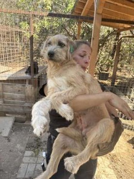 CONNY-hübsche, sanfte Hündin, 55 cm