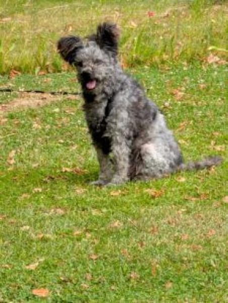 Toto 40 cm (Pflegestelle)