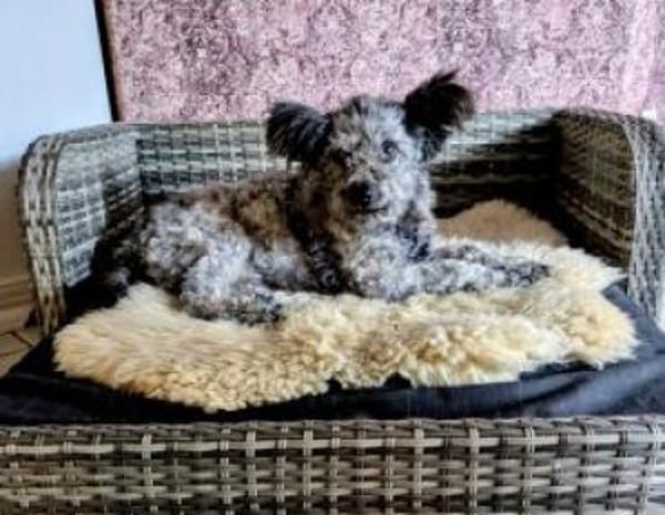 Toto 40 cm (Pflegestelle)