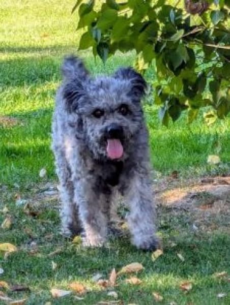 Toto 40 cm (Pflegestelle)