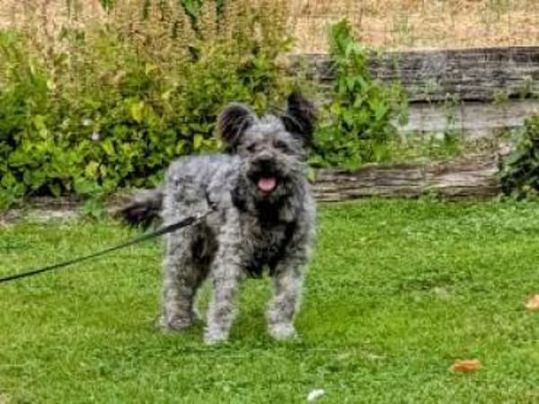 Toto 40 cm (Pflegestelle)