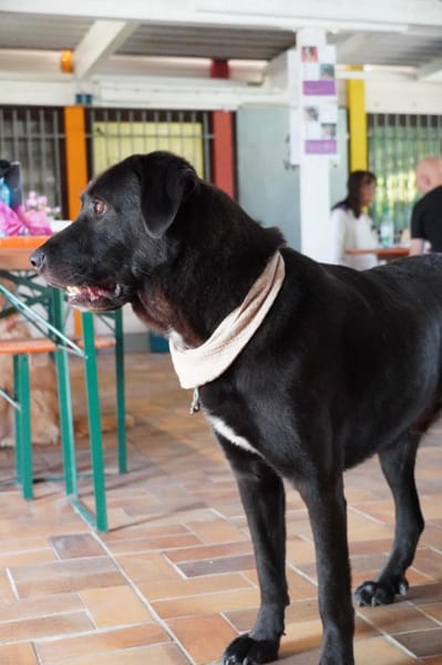 Zino, sanfter Riese wartet in Pulheim