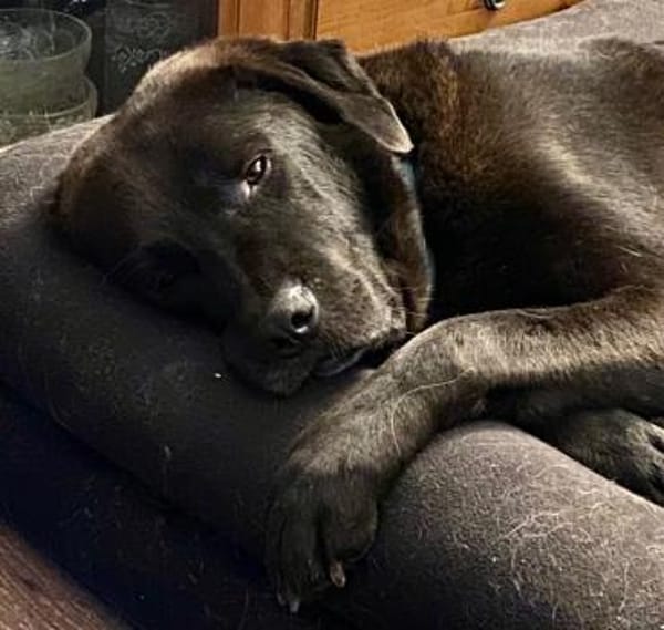 Zino, sanfter Riese wartet in Pulheim