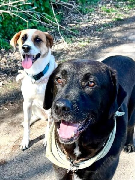 Zino, sanfter Riese wartet in Pulheim